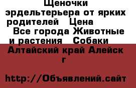 Щеночки эрдельтерьера от ярких родителей › Цена ­ 25 000 - Все города Животные и растения » Собаки   . Алтайский край,Алейск г.